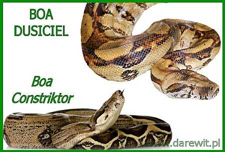 boa dusiciel boa constrictor poradnik jak hodować